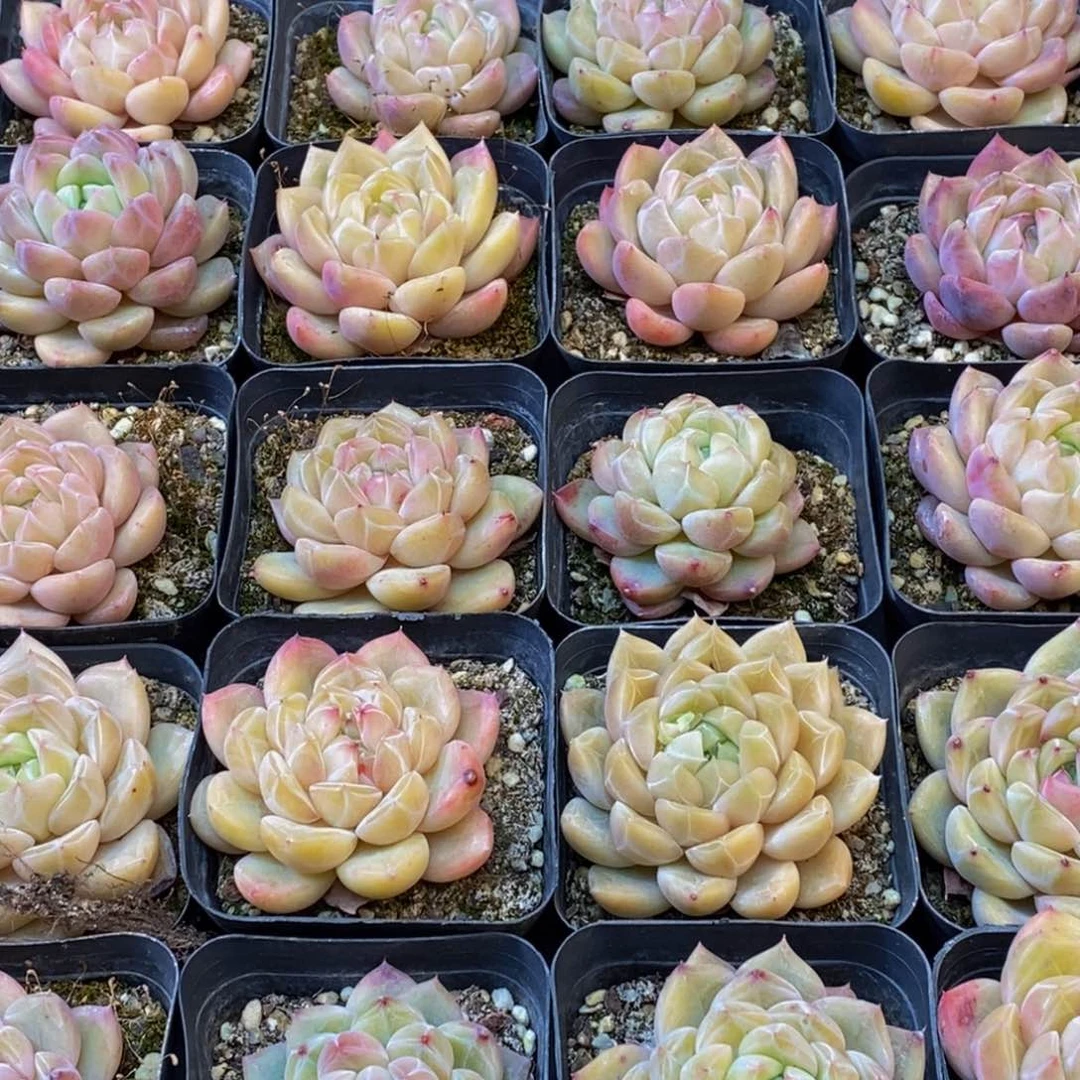 阍*390多肉植物保护研究所