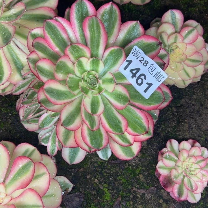 1461南荔枝多肉植物