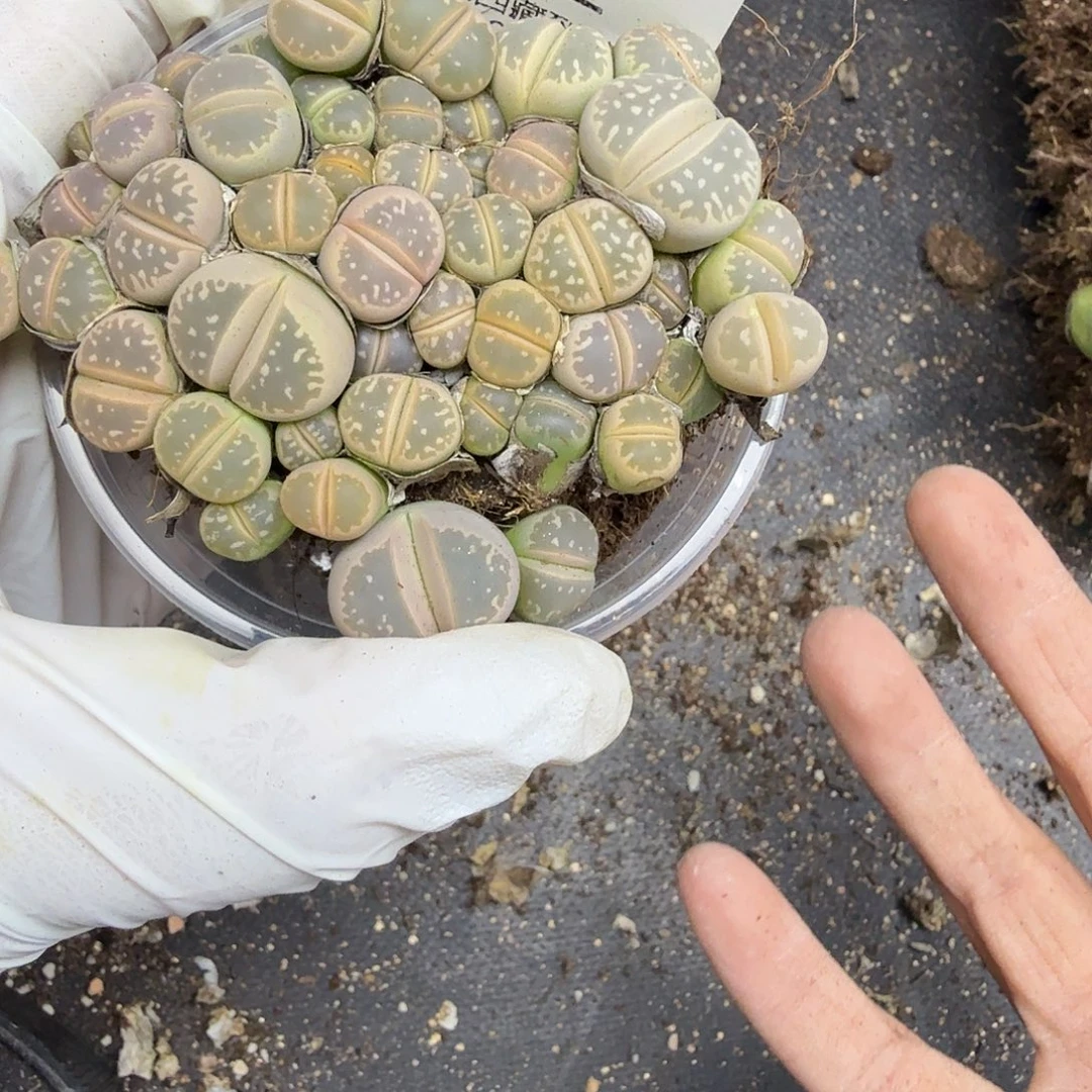 哈哈笑不出话就笑332这个