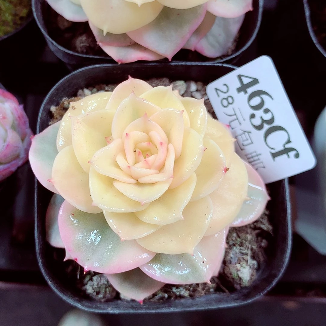 5厘米盆精控多肉463