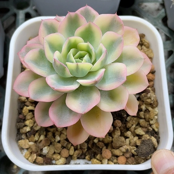 雨滴锦一物一拍锦龙