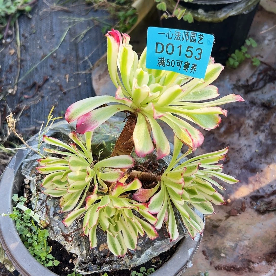 0153多肉植物仙墨