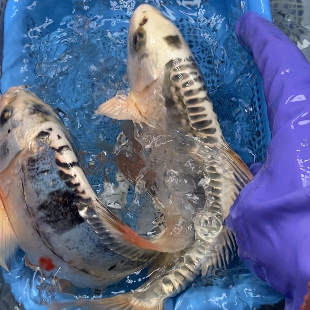 锦鲤冷水锦鲤包邮