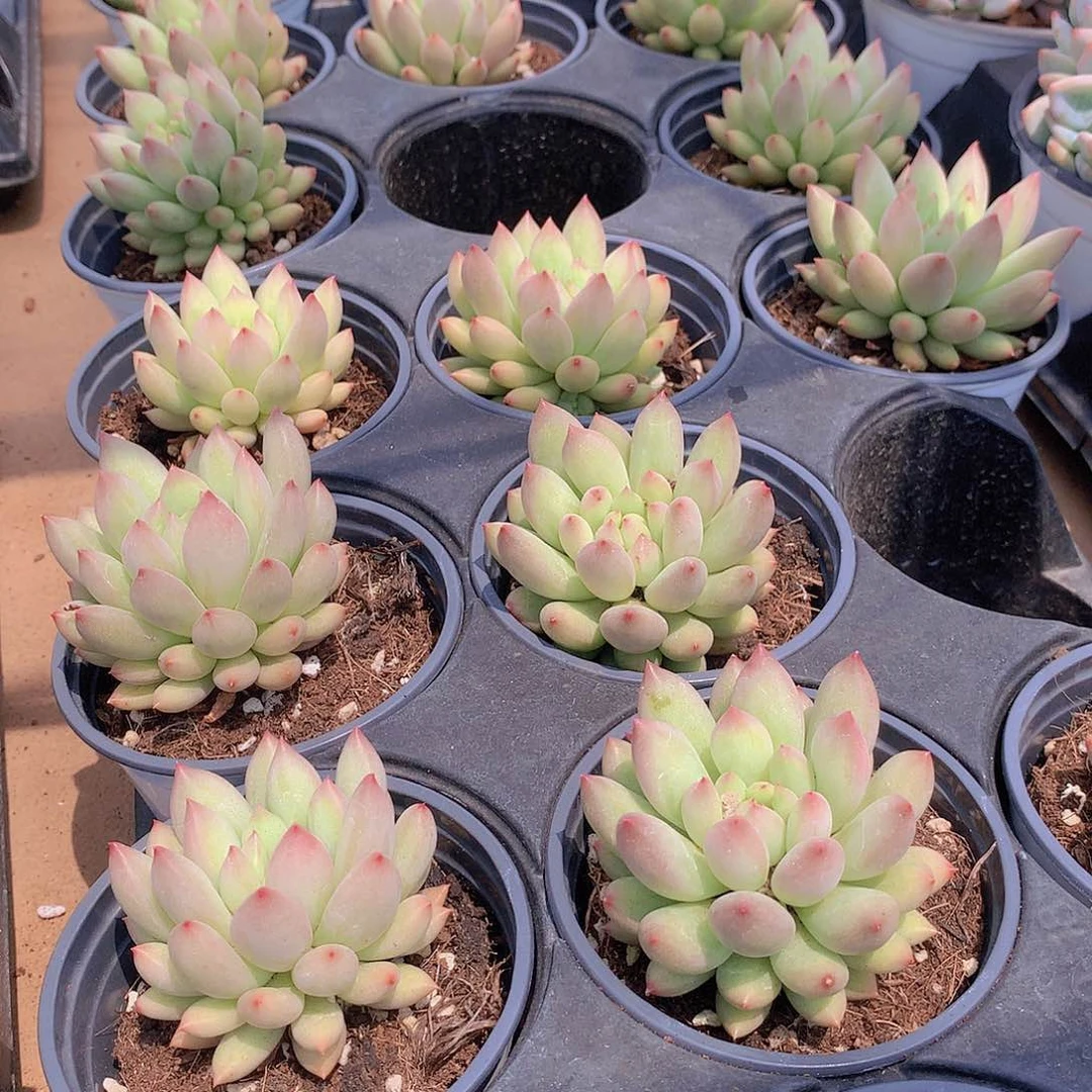 二代虞美人/35678899000000