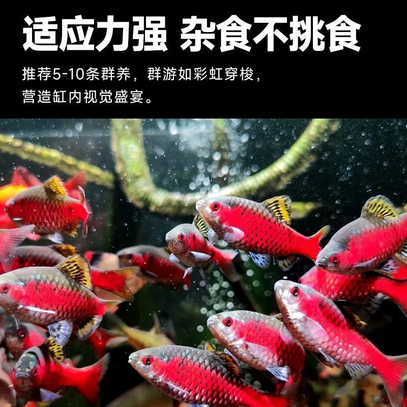 广温鱼冷水鱼钻石彩虹鲫热带观赏鱼溪流缸原生鱼低氧耐低温小型鱼