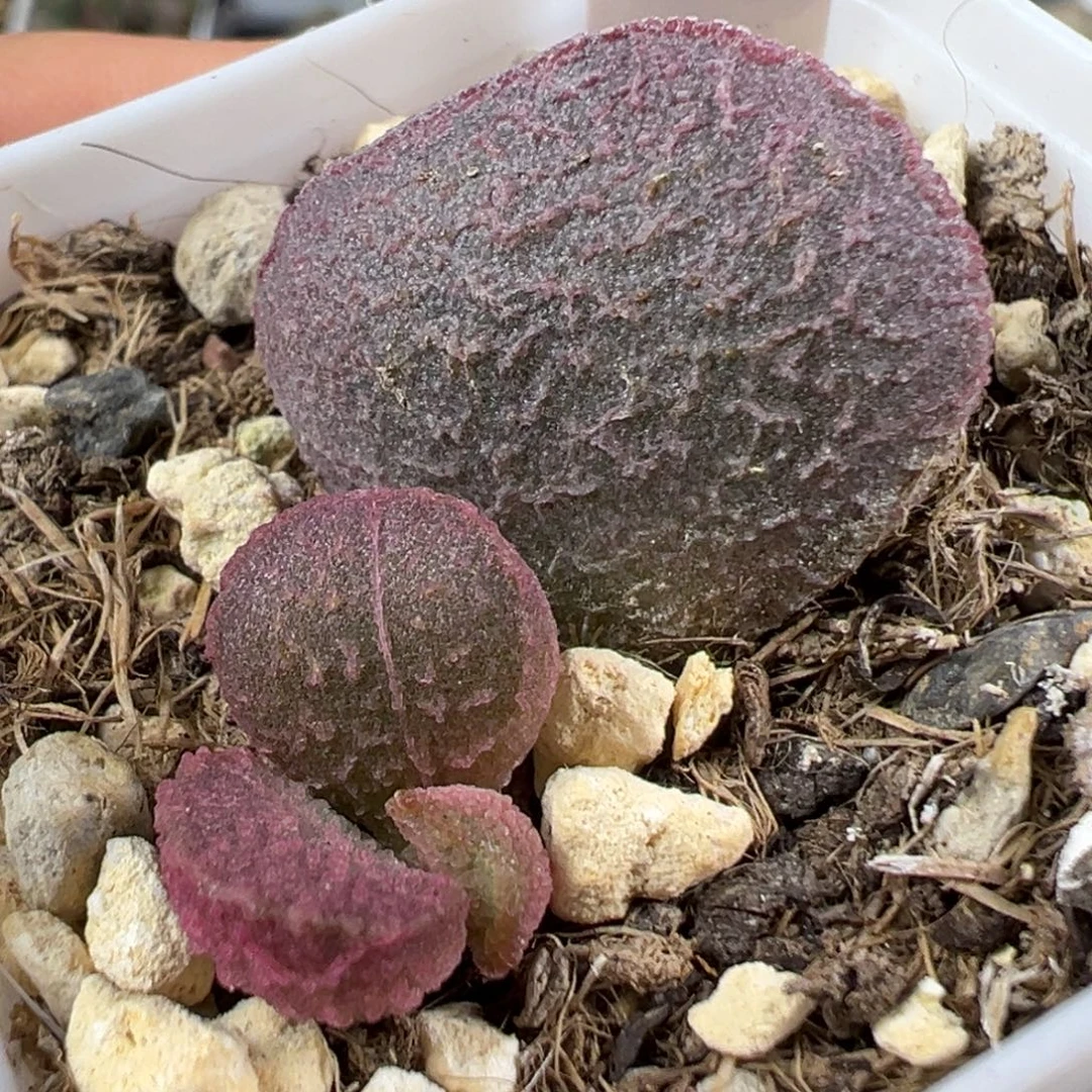 w圆胖粉色系细纹款实生新品