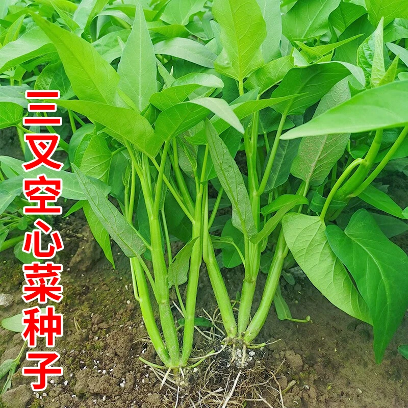 【满5包包邮】三叉空心菜种子通心菜种籽四季高产阳台盆栽大叶青菜