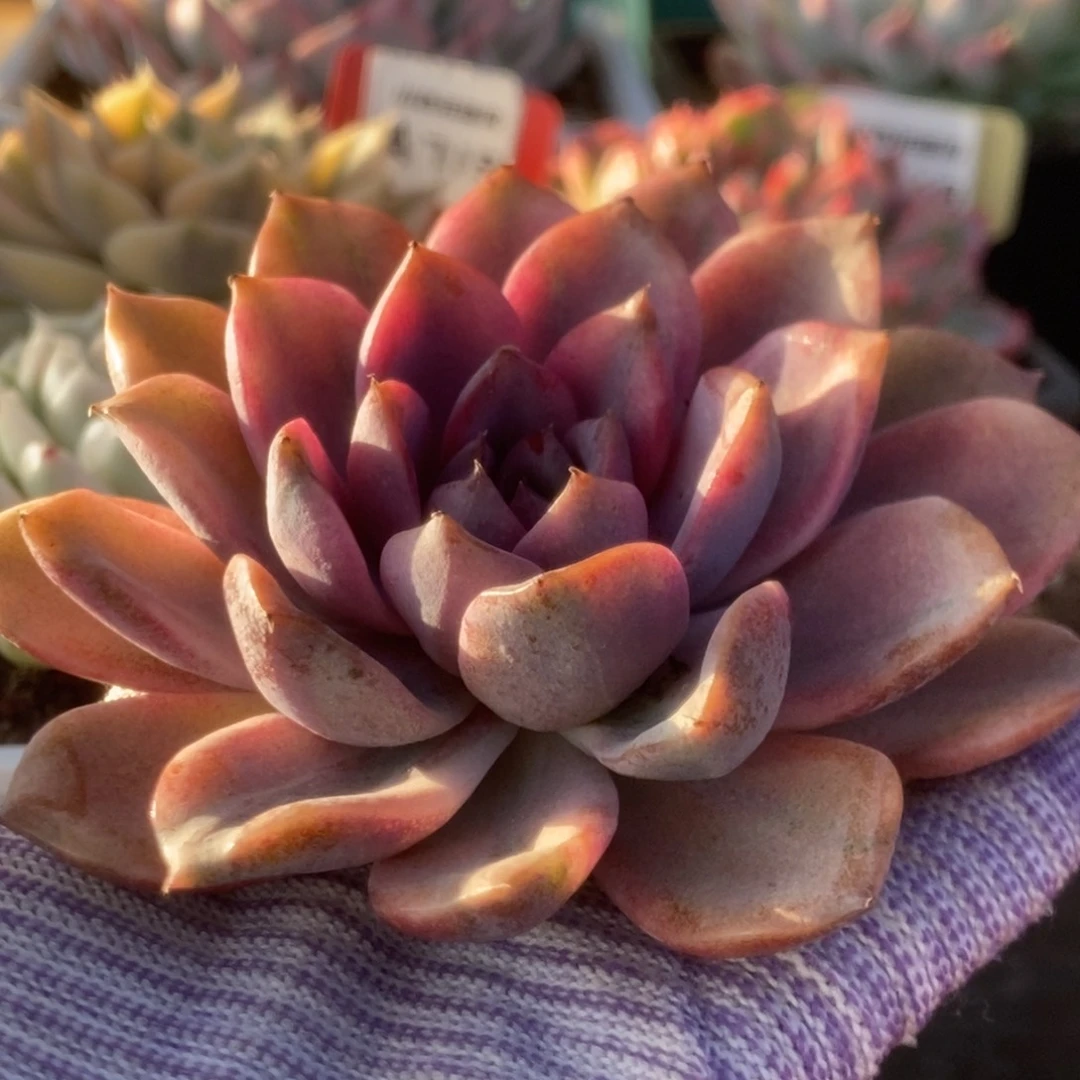 002紫禁城锦锦锦锦锦锦