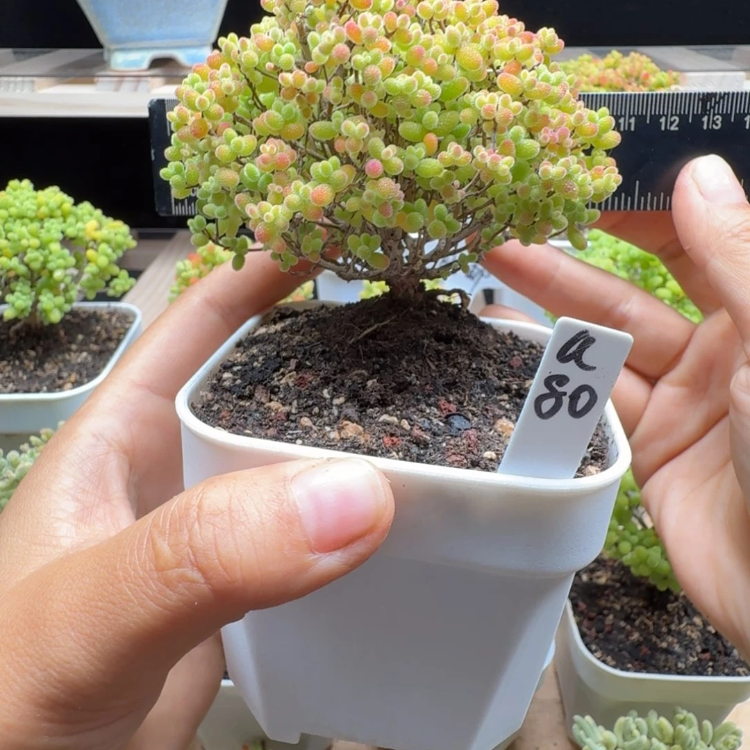 a80号蜜橘冠服9厘米左右