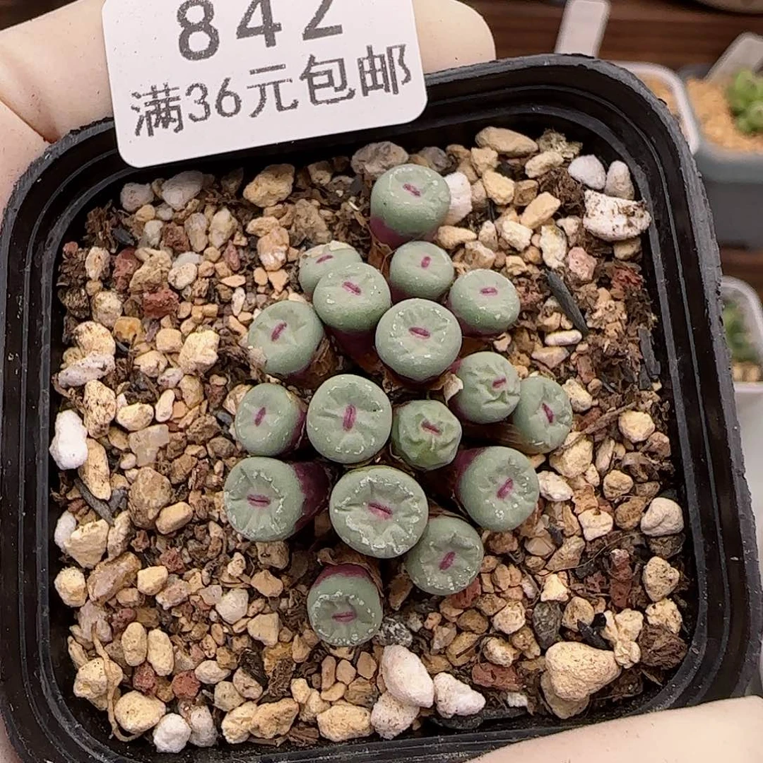 842园艺优选红嘴