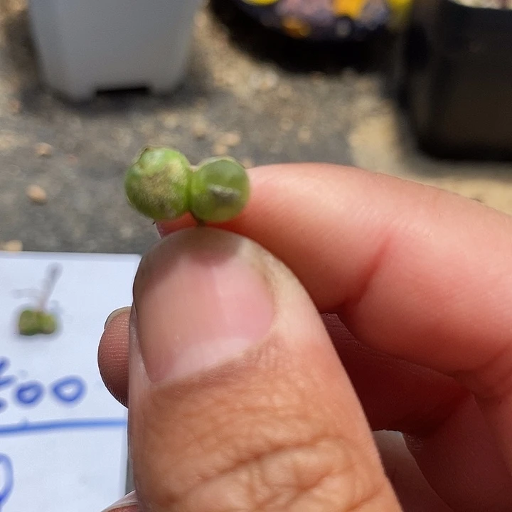 4501拉登双头一颗