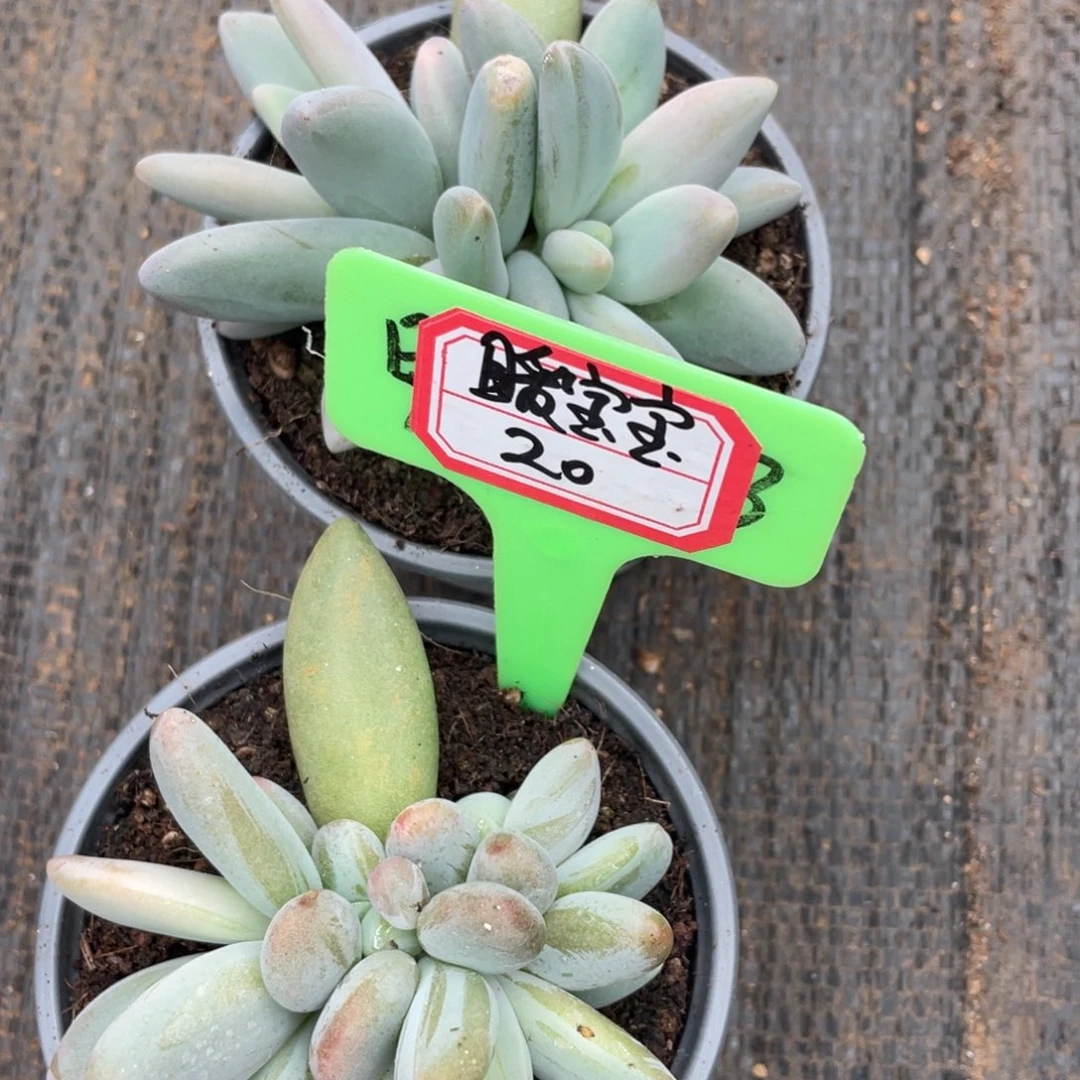 暖***宝姐姐说要不就别把这套