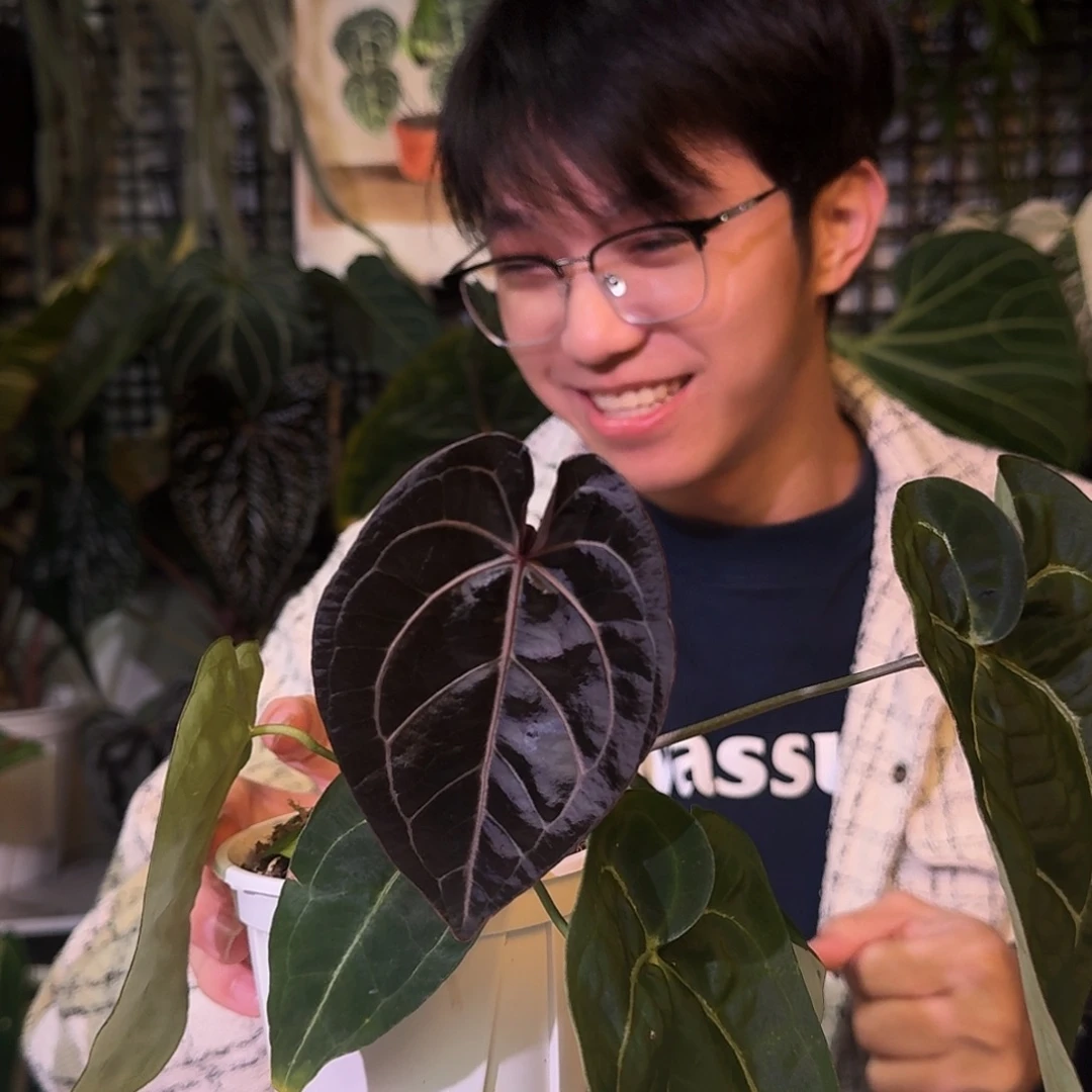 不开花植物G902黑铜