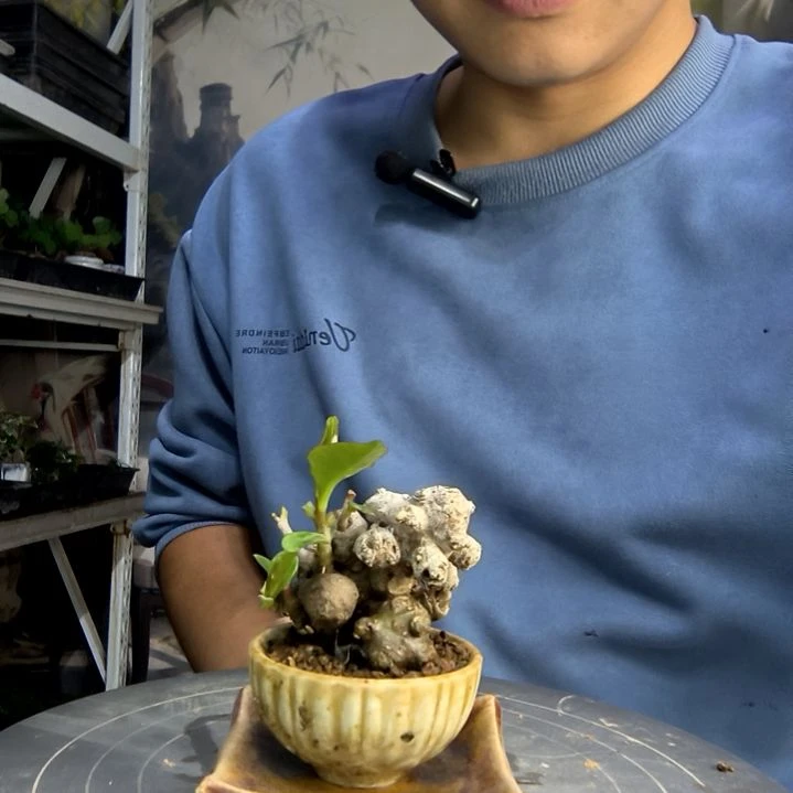 喵***?中青园艺一物一拍71