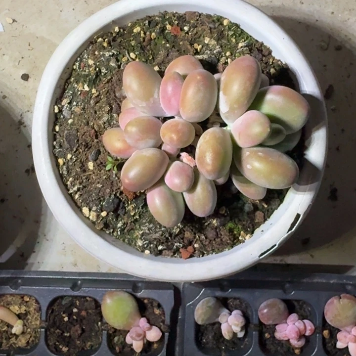 刚果奶 4头 一物一拍