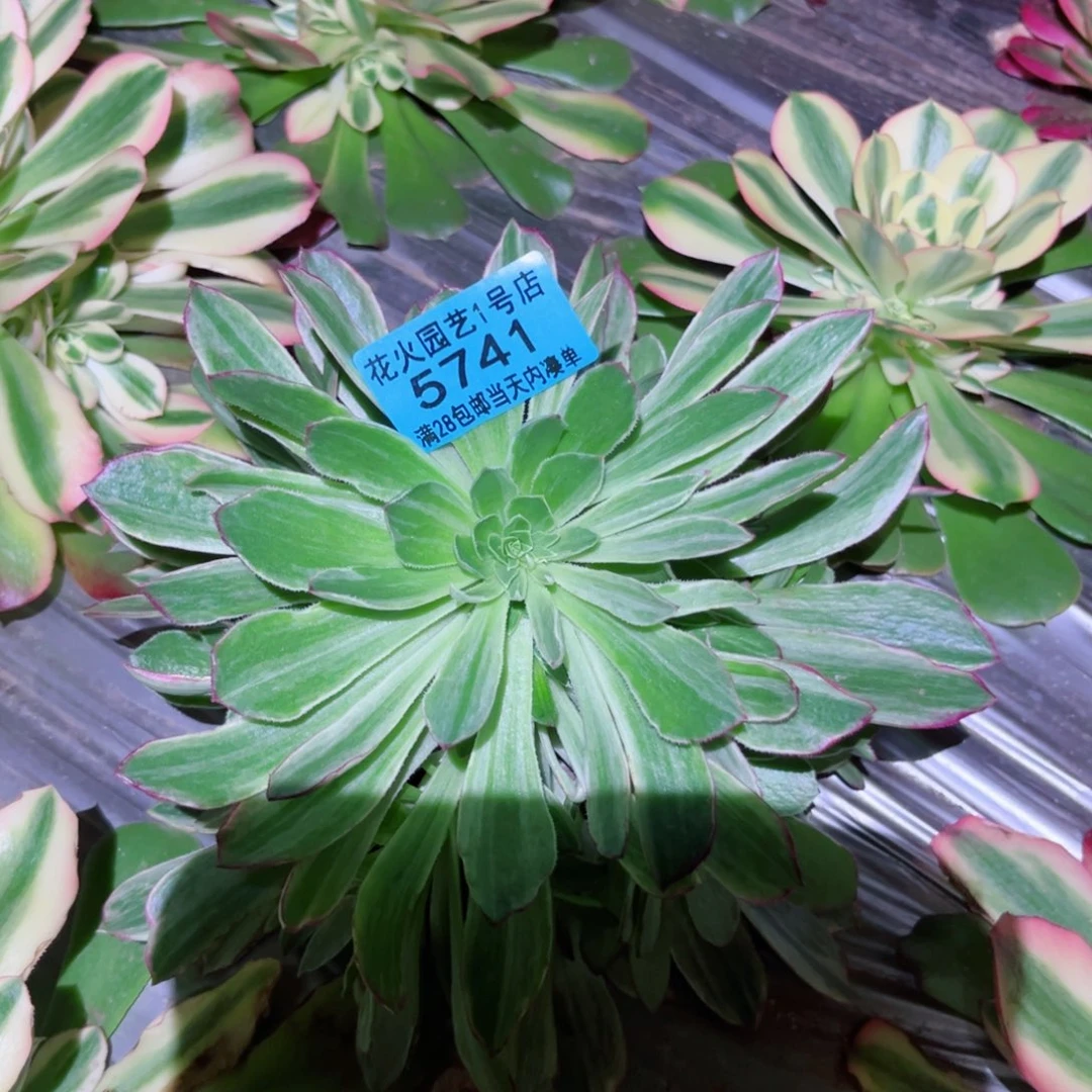 万圣节辉拉丝5741多肉植物