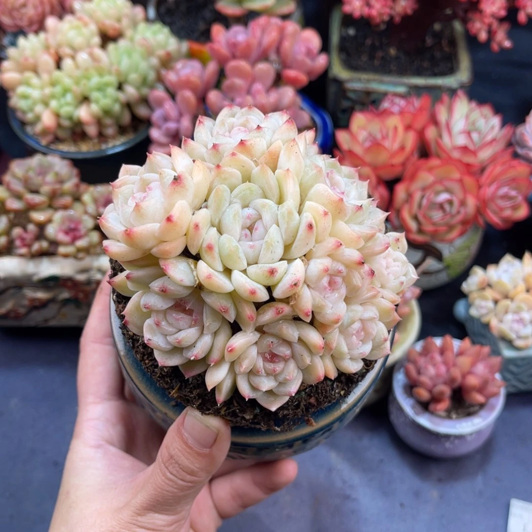 靡***?女王杂 十公分 带盆