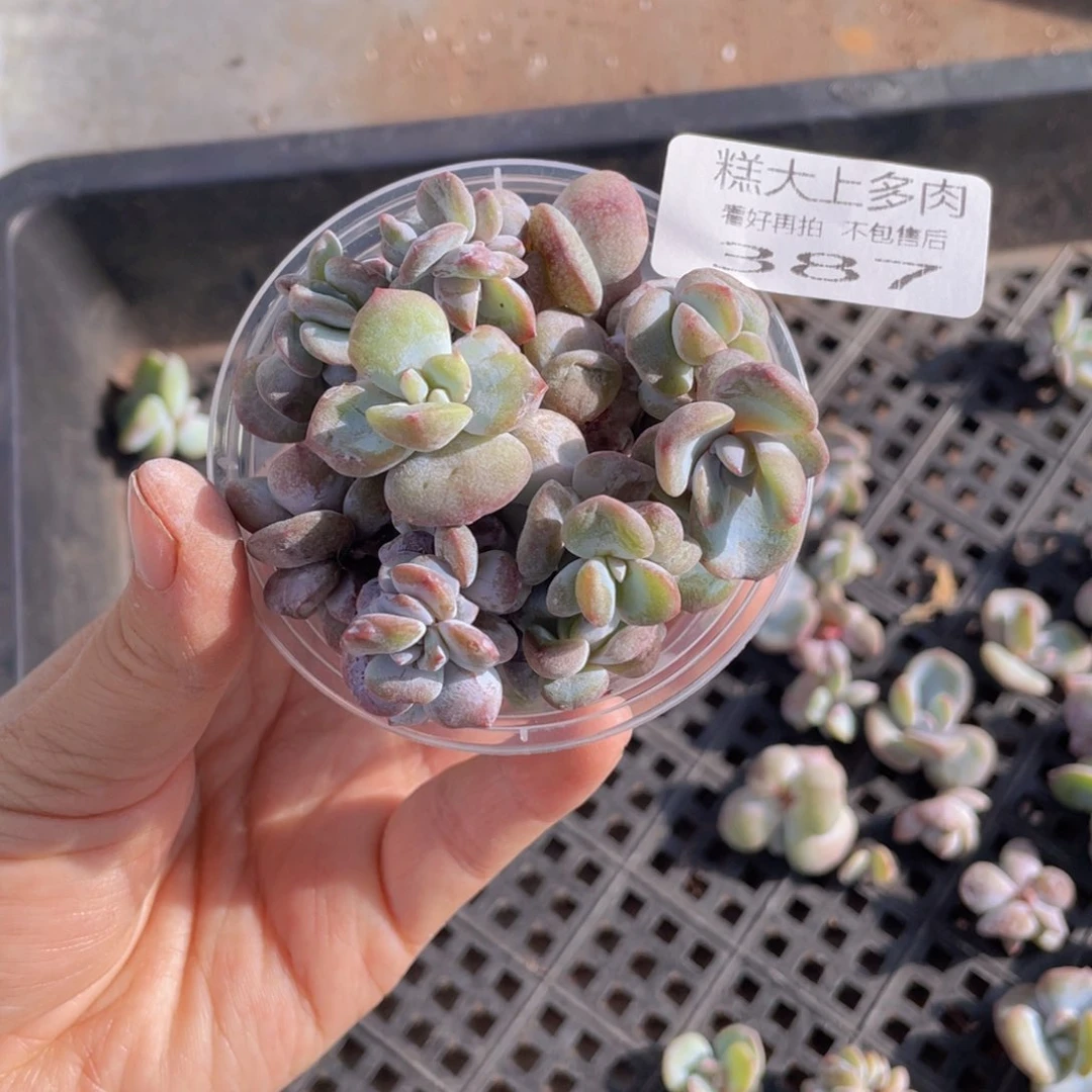 糕大上多肉植物387