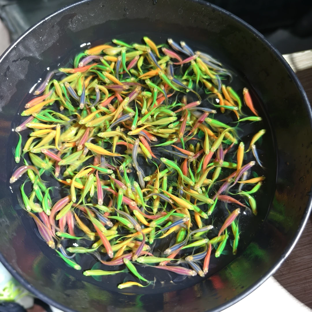 3-4蝶翼斑马鱼长尾长鳍翡翠绿龙凤小型淡水皮实好养观赏鱼