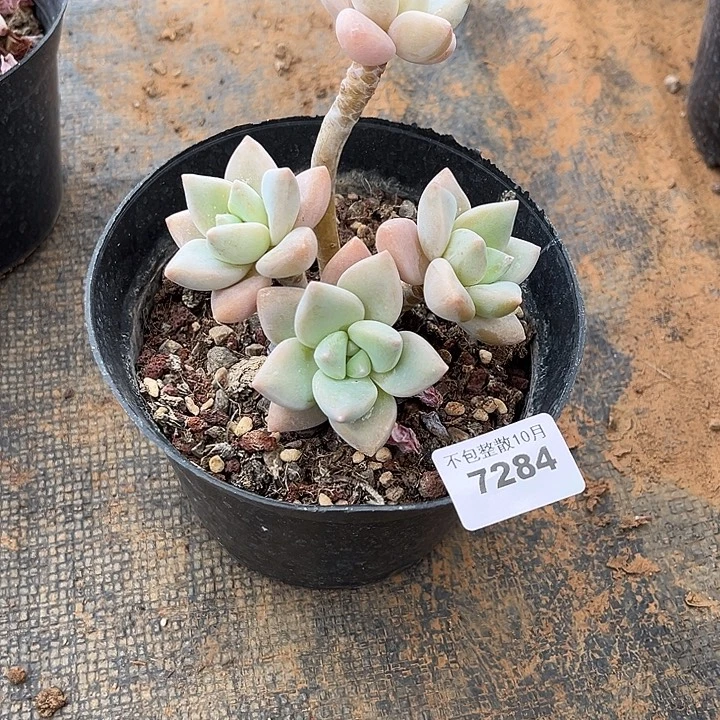 阿雅园艺。        7284龙蛋