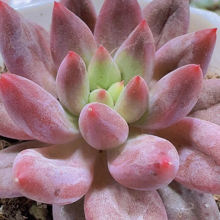水晶球19包邮多肉植物