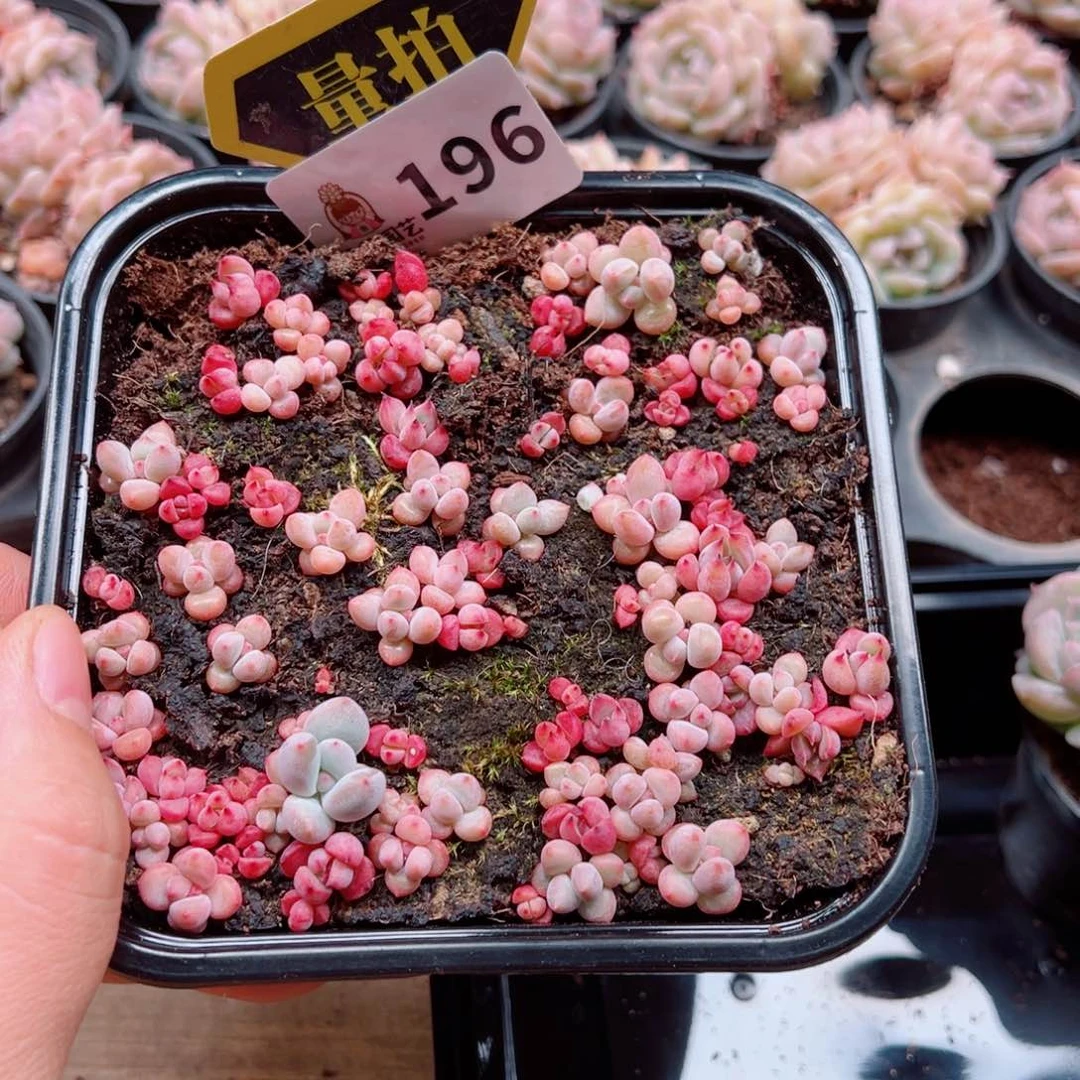 多肉植物多肉植物