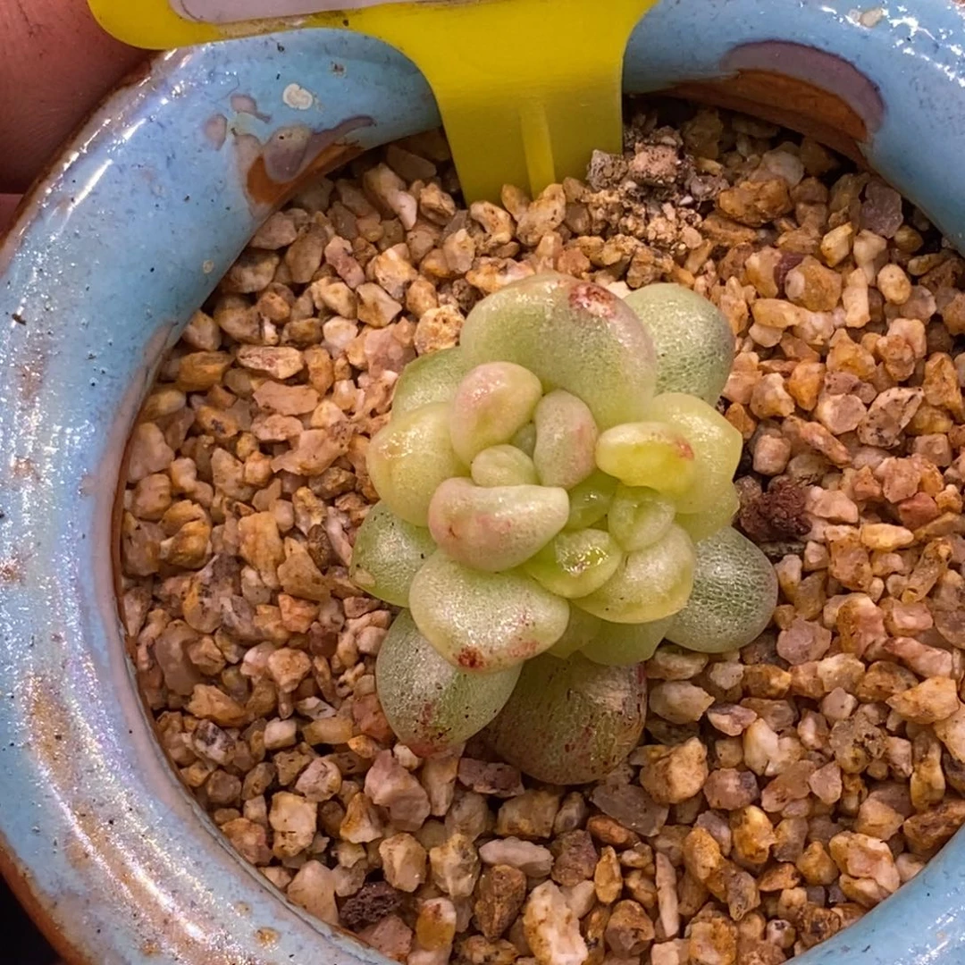 沫****491冰玉石化带锦福利