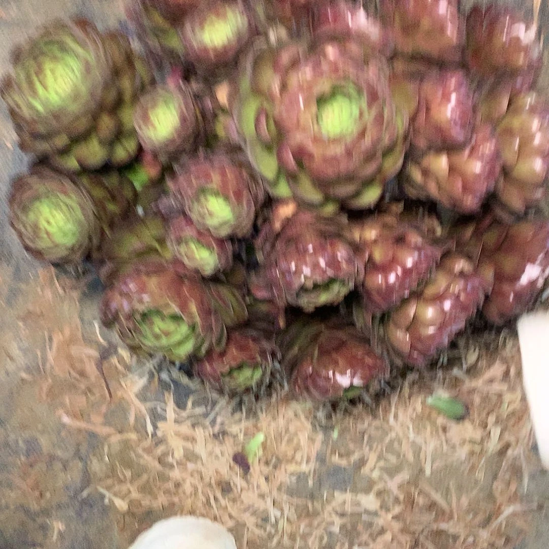 蜜*～多肉多肉多肉多肉200