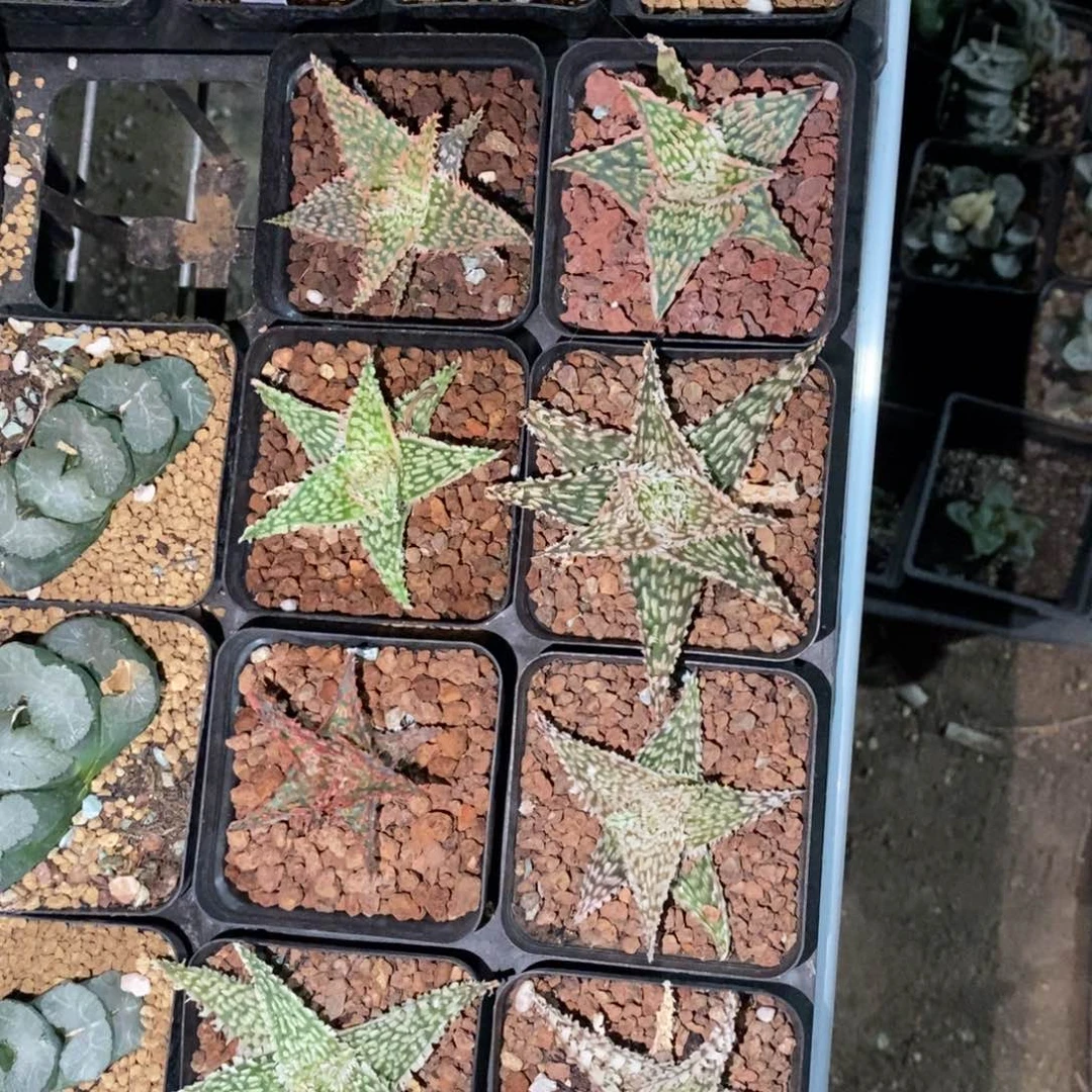 一颗超大圣诞芦荟 元旦福利