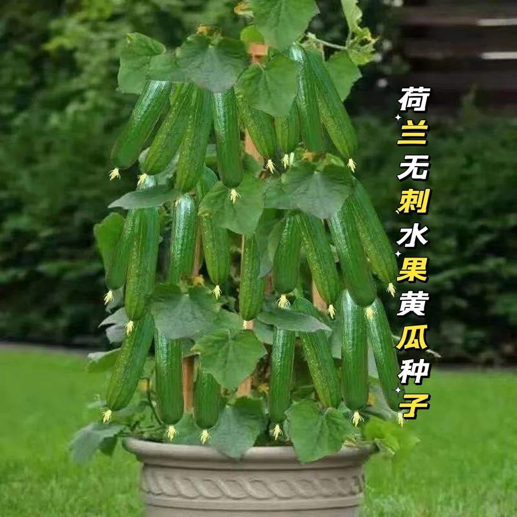 【荷兰水果黄瓜种子】无刺小黄瓜生吃黄瓜种子黄瓜地栽庭院阳种植