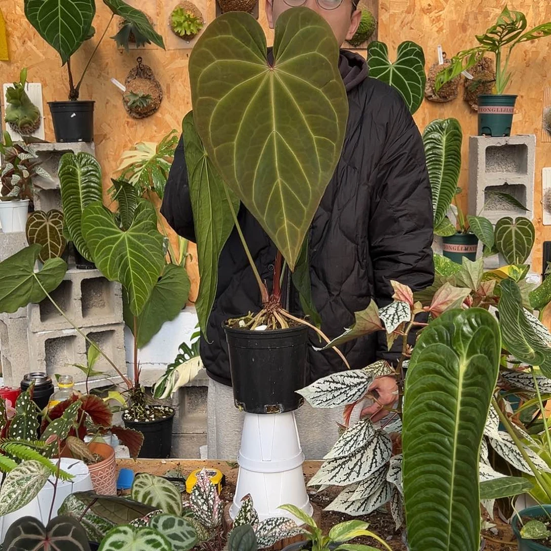 完全开放D05老桩花烛