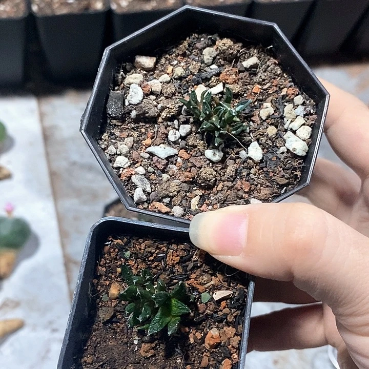 实生两颗多头牡丹一物一拍