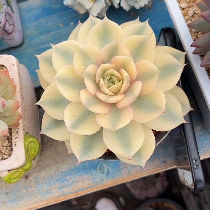 1***6多肉植物一物一拍