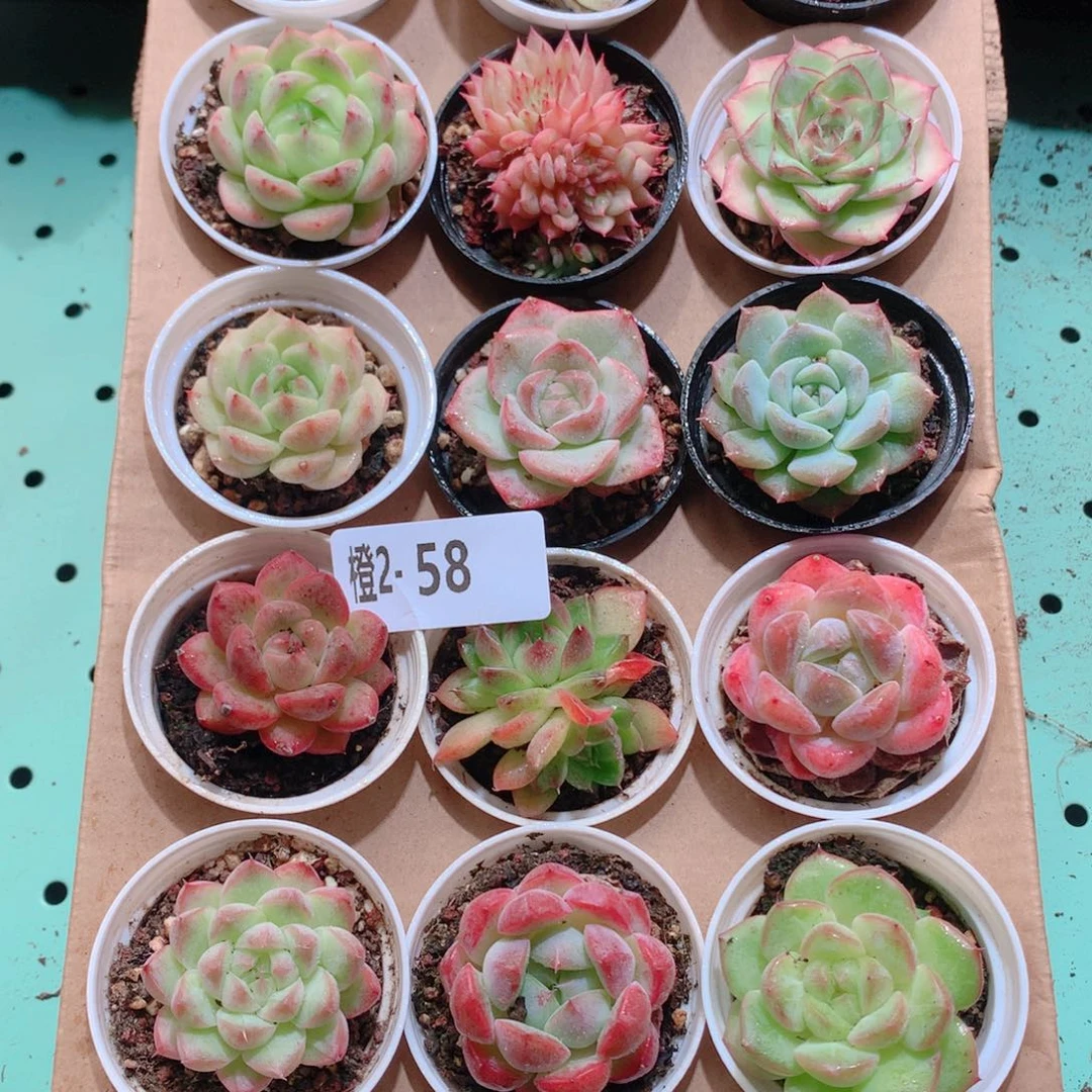 2-58一物一拍多肉带盆18颗