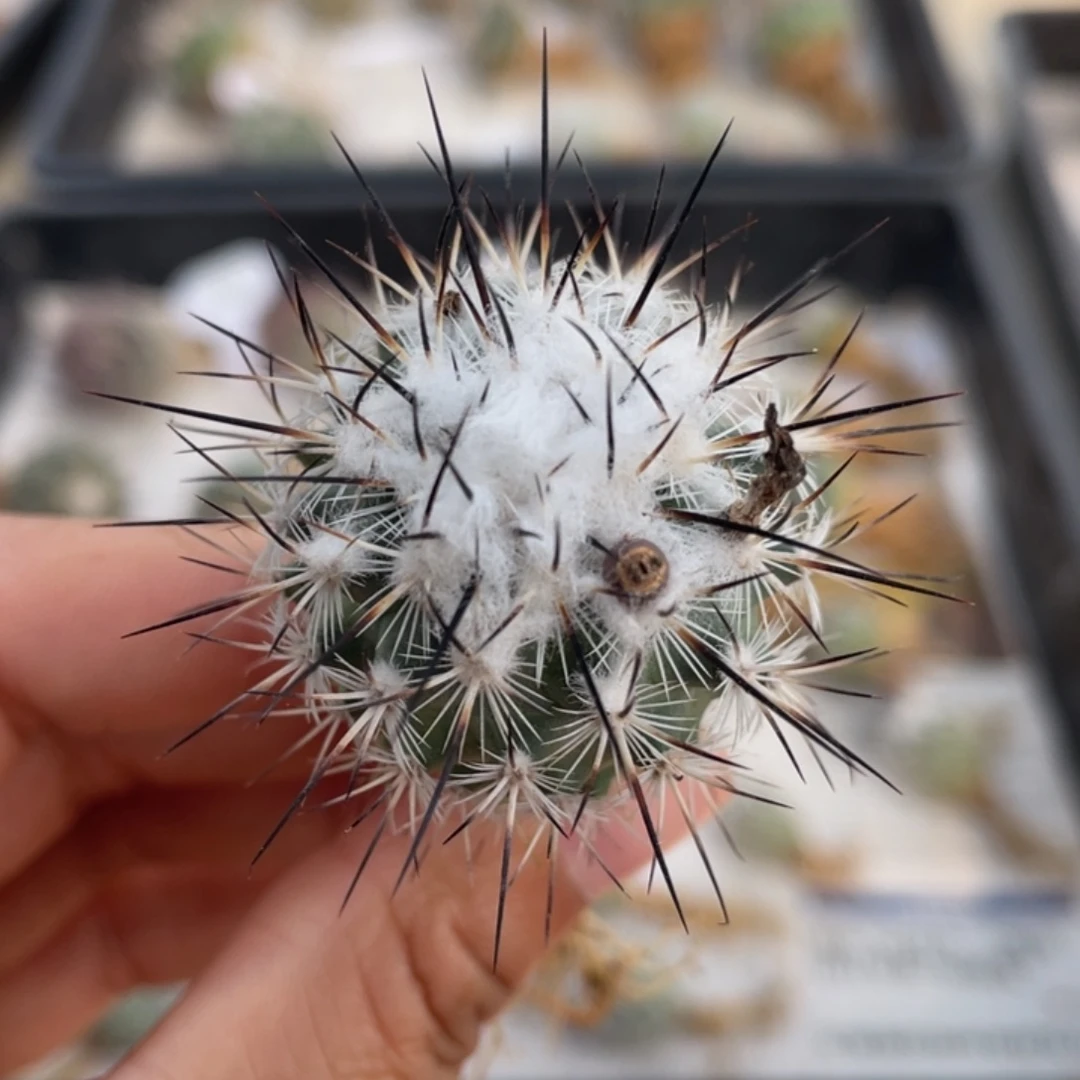 巨菲雷克         实生根