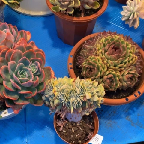 辉*5016星娜塔缀化