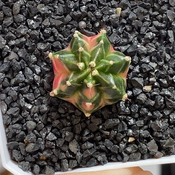 泰系侧芽—带盆土发货27