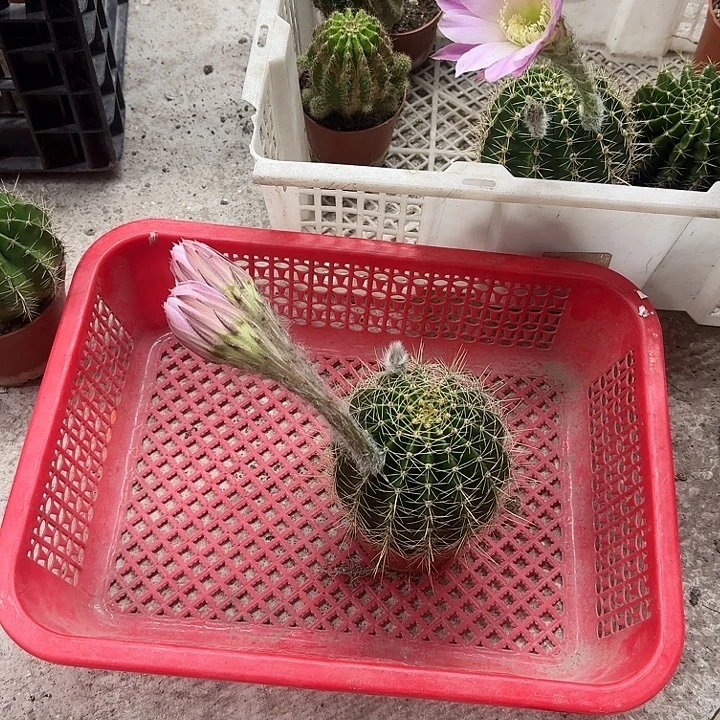 (***)无花朵彩草哈哈哈哈哈哈
