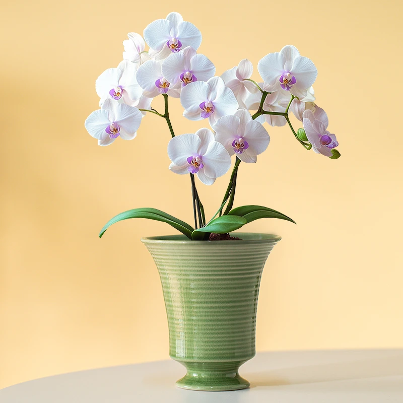 新款蝴蝶兰花盆石斛兰梦香兰兰花君子兰花盆绿植兜兰北欧花店盆器