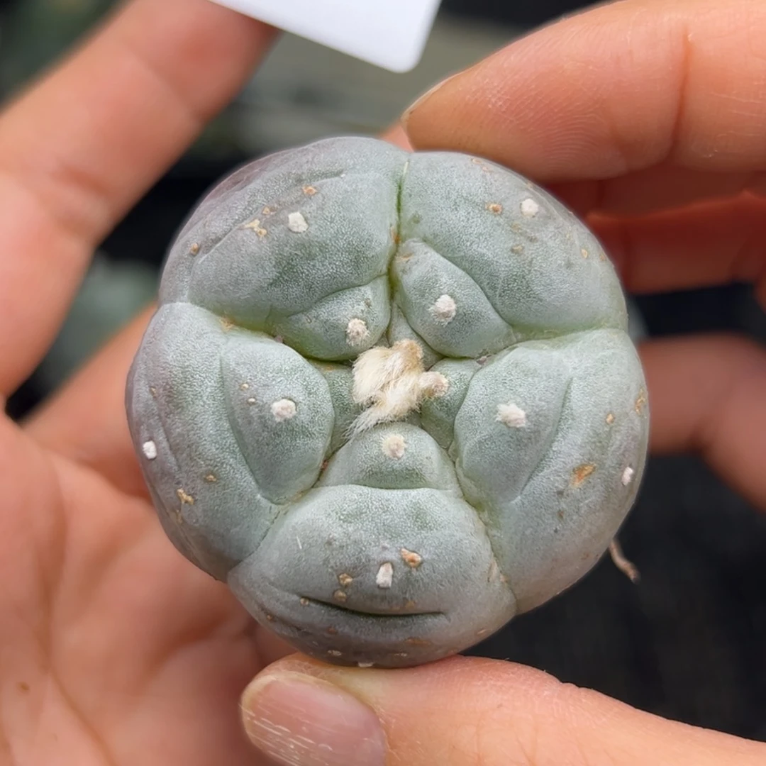 659 有根 仙人球的话