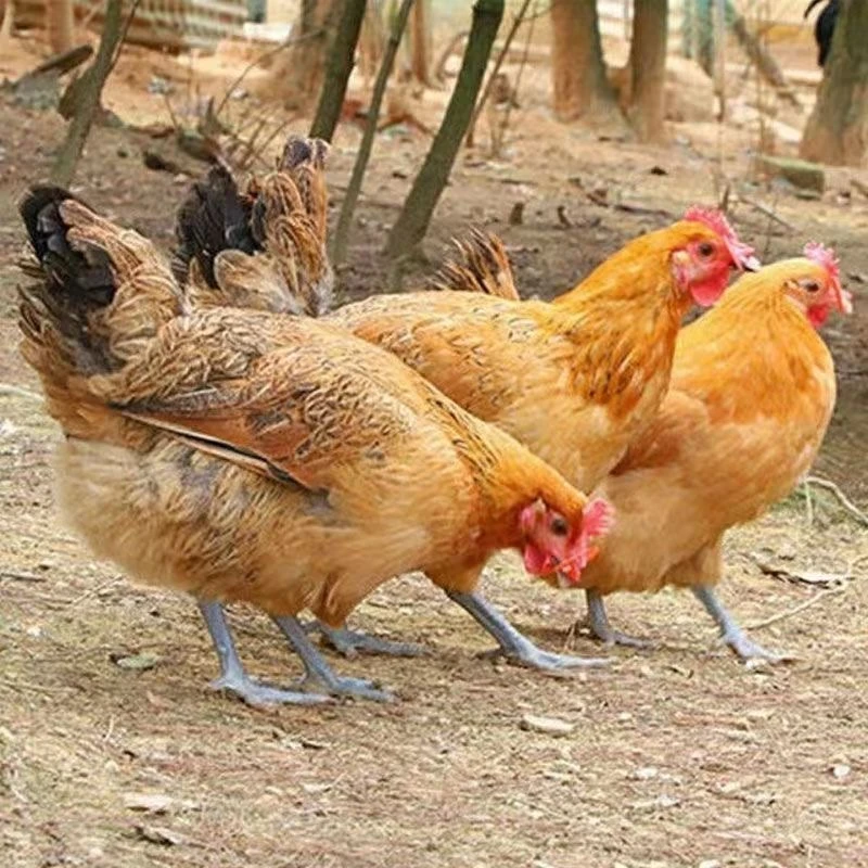 浦东鸡淮南草鸡溜达鸡一斤左右包邮1包冰率不含冰