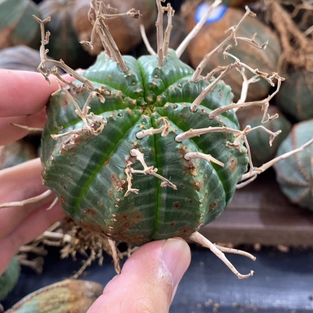 法利达大戟科多肉植物