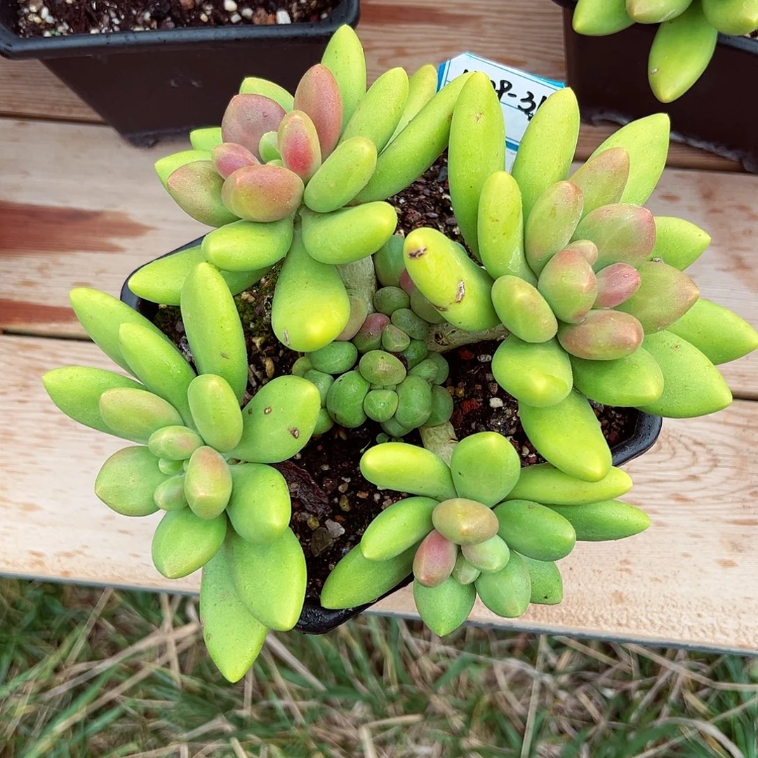 1109-31精控芒果奶