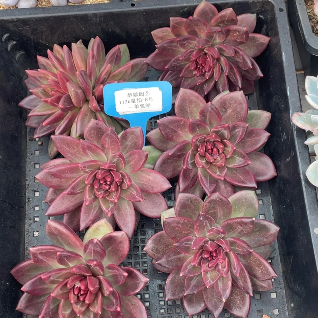 1126-8-迷雾泡泡大单头开播福利