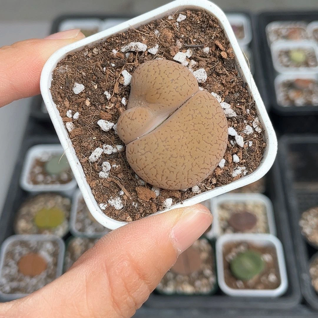 3129大棚清仓甩卖了