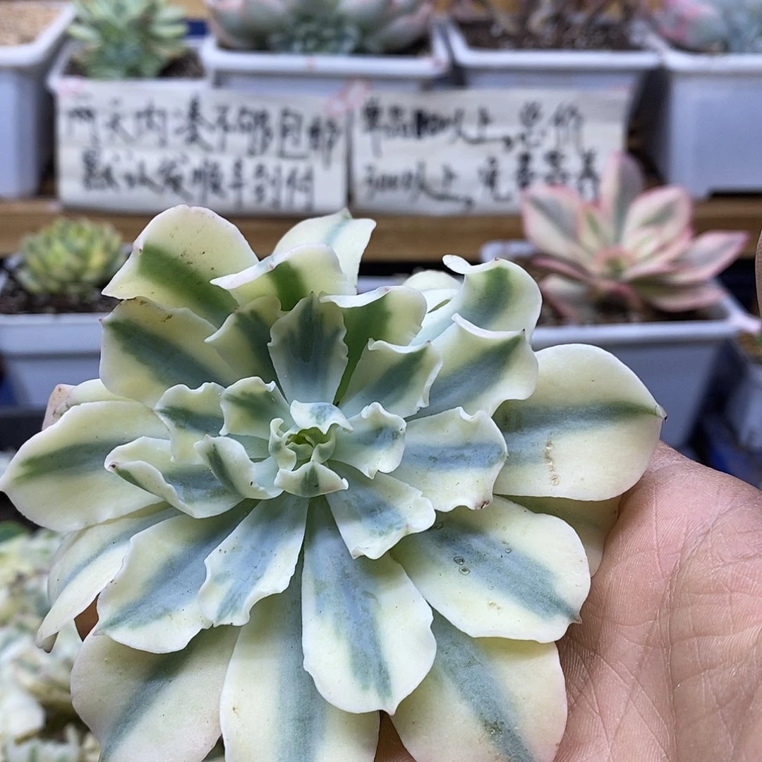 28165 海啸覆轮锦头盖