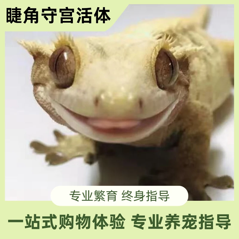 睫角守宫活体新手入门网红睫角守宫懒人爬宠