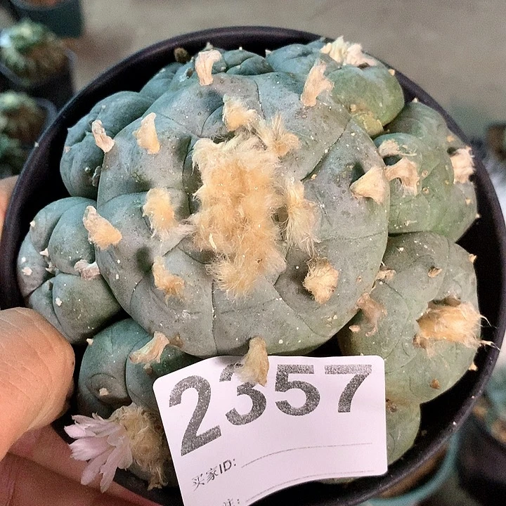 当前无花栽培后可以开花