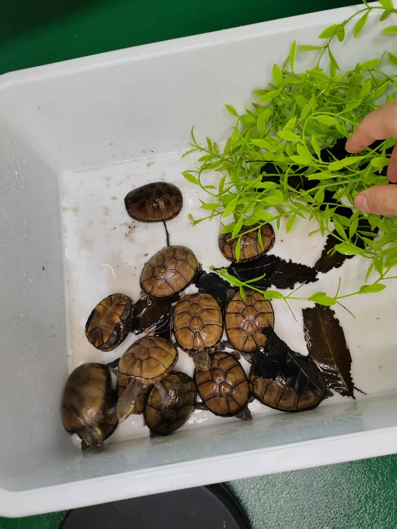 头盔蛋龟下单连接【蛋龟不包全指甲】