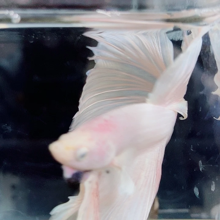 斗鱼黑120号巨否半月